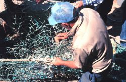 Mending nets on the dock - a timeless fishing skill Image