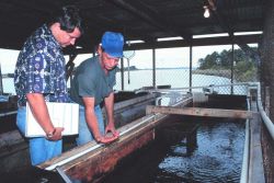 A Mississippi state biologist inspects bait holding tanks at a bait shop Image