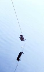 A Nansen bottle coming out of the water on a nearly mirror smooth sea. Image
