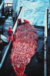 A 16,000 pound catch of pollock coming aboard the MILLER FREEMAN. Image