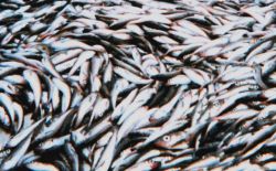Pollock caught during fish stock assessment surveys on the MILLER FREEMAN. Image