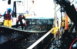 A large crab pot is brought back aboard. Image