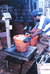 Weighing squid from the F/V ATLANTIC TRAVELLER at Co-op Seafood Market dock. Image