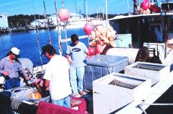 Preparation of set-lines for fortuna, shark, etc Image