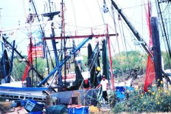 A sea of masts, sunflowers, and fishermen's flotsam at Conn Brown Harbor Image