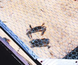 Close-up of a blue crab in a holding pen Image