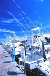 Part of the sport-fishing fleet at Lewes Image