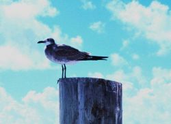 A seagull on a piling perch. Image