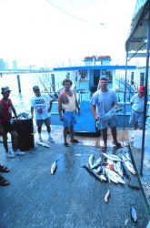 Proud fisherment with catch of King and Spanish mackerel Image