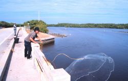 Photo -3 - A fisherman casting his net for mullet and other fish off a bridge south of Everglades City. Image