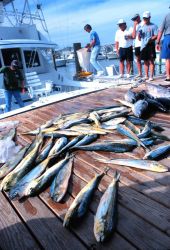 A charter boat unloads a catch of yellowfin tuna and dolphinfish. Photo