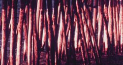 Looking through the pilings of the fishing pier at Kitty Hawk. Image