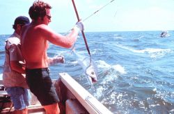 A large king mackerel coming aboard a sportfishing boat in the Gulf of Mexico Image