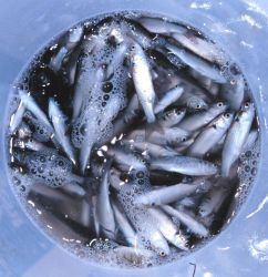 A bucket full of bait mullet caught by net casting Image