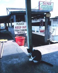 An expert fish cleaner awaits the days' catch at Dolphin Docks Image