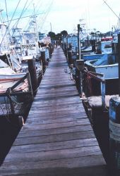 Part of the recreational fishing fleet at Point Judith Image