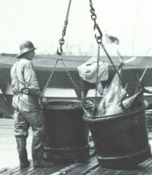 A 500-lb bucket of yellow-fin tuna ready to be offloaded from fishing vessel to a receiving trough for further processing Image