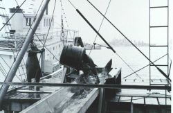 A 500-lb bucket of yellow-fin tuna being offloaded from fishing vessel to a receiving trough for further processing Image