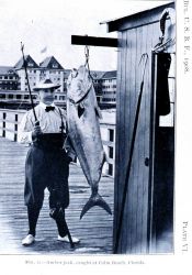 Amberjack caught at Palm Beach, Florida Image