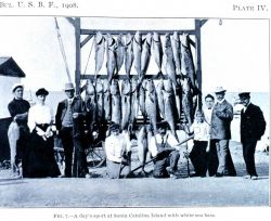 A day's sport at Santa Catalina Island with white sea bass Image