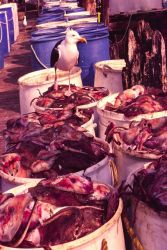 Skates taken as trawl bycatch serve as bait for Pt Photo