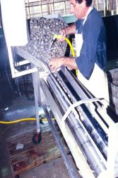 Littleneck clams grown out in marshside pens are rinsed at a clam farm in Folly Beach, South Carolina. Image
