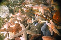 Sea-urchin (Strongylocentrotus droebachiensis), sea-star (Asterias rubens) and sea-star (Solaster endeca) showing concentration at depth caused by des Image