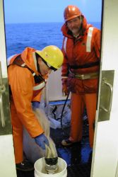 Securing plankton from Bongo net tow for microscopic study Image