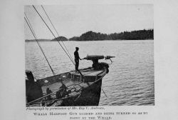 Whale harpoon gun loaded and being turned so as to point at the whale Image