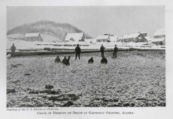 Catch of herring on beach at Gastineau Channel Image