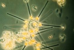 Phytoplankton - the foundation of the oceanic food chain. Image