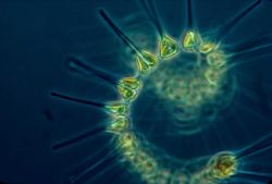 Phytoplankton - the foundation of the oceanic food chain. Image
