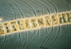 Phytoplankton - the foundation of the oceanic food chain. Image