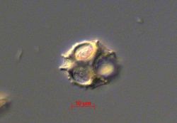 Ebria sp Image