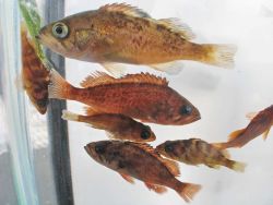 Juvenile rockfish Image