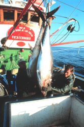 Lowering tuna to the cold store. Image