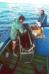 Scientists tagging bluefin tuna in the Bay of Biscay with traditional tagging method. Image