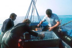 Man on left is holding tuna while man on right prepares to insert tag. Image