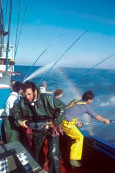 Fisherman bringing tuna to tagging table while pole and line fishing for additional tuna continues Image