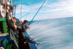 Pole and line fishing on a chartered vessel to catch tuna for tagging Image