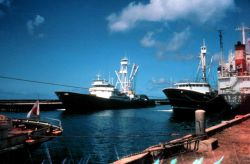 Modern tuna purse seiners in port. Image