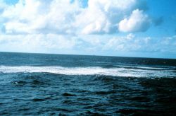 School of tuna agitating the surface while pursuing smaller fish. Image