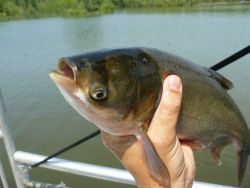 Silver carp caught by sport fisherman Image