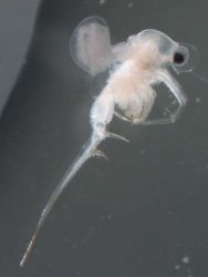 Zooplankton - Spiny water flea, Bythotrephes Image