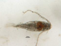 Zooplankton - Leptodiaptomus minutus (male) Image