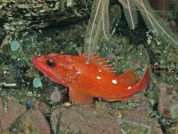 Starry rockfish Photo