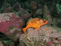 Starry rockfish Photo