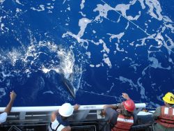 Longline fishing research on the NOAA Ship OSCAR ELTON SETTE Photo