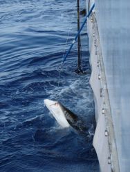 Longline fishing research on the NOAA Ship OSCAR ELTON SETTE Image