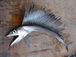 Longline fishing research on the NOAA Ship OSCAR ELTON SETTE Image